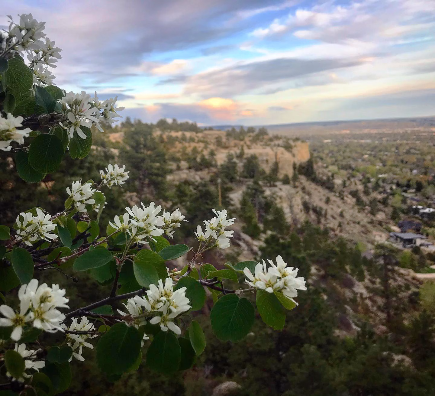 White blossoms on a leafy branch in the foreground, with a scenic view of a rocky cliff, scattered trees, and a wide valley under a partly cloudy sky in the background.