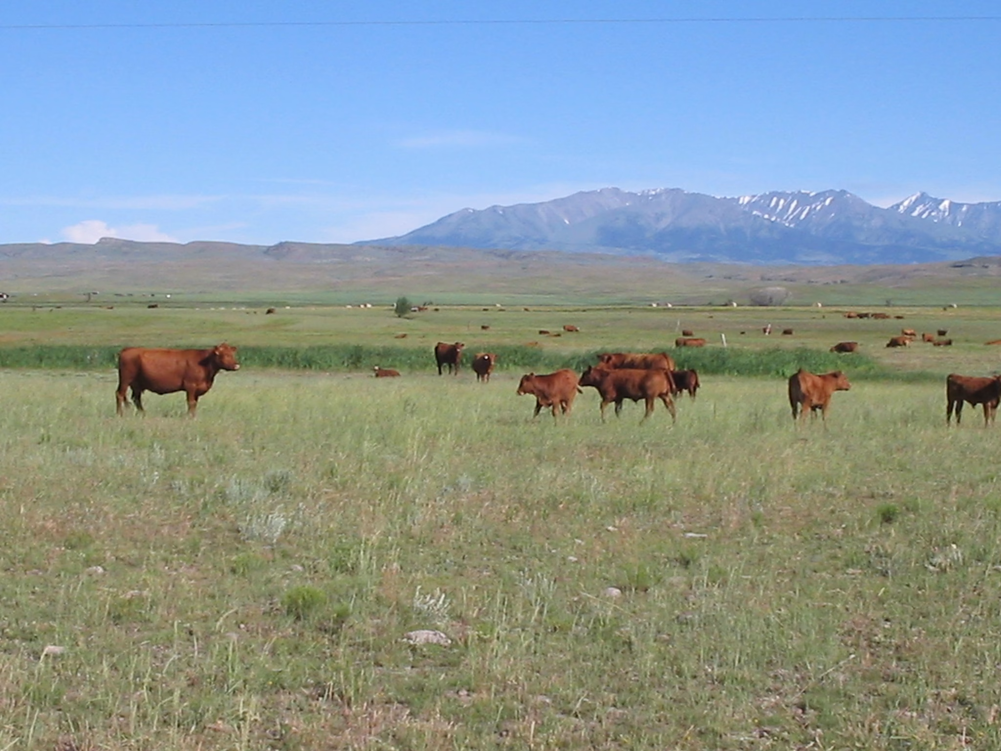 Support mandatory Montana-Country-of-Origin Labeling